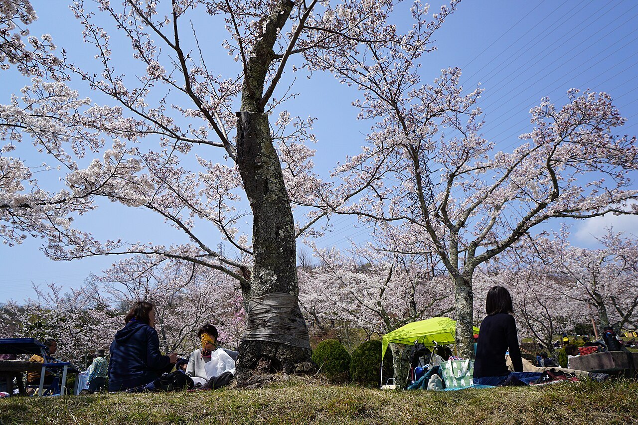 桜が咲く摂津峡公園の広場